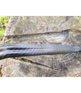 Cintre route Darimo Ellipse